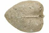 Silurian Bivalve (Megalomoidea) Fossil - Ohio #212158-1